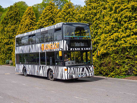 Double decker safari bus
